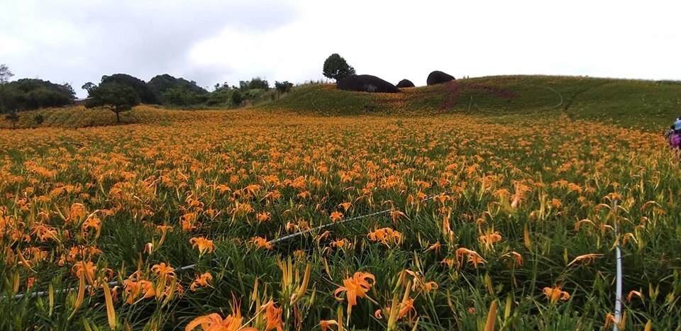 花蓮富里賞花包車旅遊