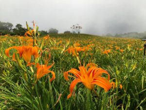 花蓮花東縱谷一日遊,花連瑞穗農場,花蓮光復糖廠