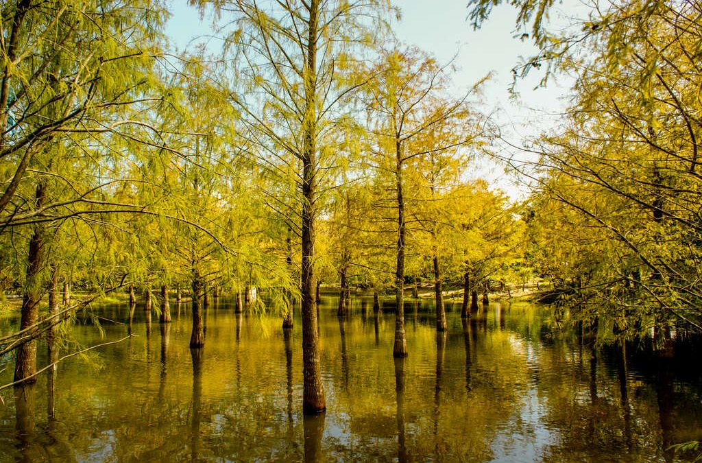 花蓮落羽松森林|花蓮夢幻湖|花蓮秋冬旅遊